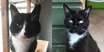 Bonnie & Llewi, from Maesteg Animal Welfare Society, Bridgend, homed through Cat Chat