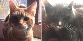 Crawford & Dexter, from Burton Joyce Cat Welfare, Nottingham, homed through Cat Chat