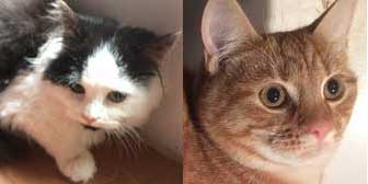 Dora & Eric, from Burton Joyce Cat Welfare, Nottingham, homed through Cat Chat