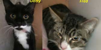 Dotty & Fred, from Burton Joyce Cat Welfare, Nottingham, homed through Cat Chat