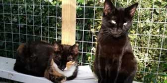 Fudge & Blackie, from Maesteg Animal Welfare Society, Bridgend, homed through Cat Chat