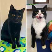Hercule & Poirot, from Cramar Cat Rescue & Sanctuary, Birmingham, homed through Cat Chat