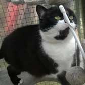 Kitty, from Burton-upon Stather Cat Rescue, Scunthorpe, homed through Cat Chat