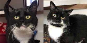 Katie & Salon, from Cramar Cat Rescue & Sanctuary, Birmingham, homed through Cat Chat