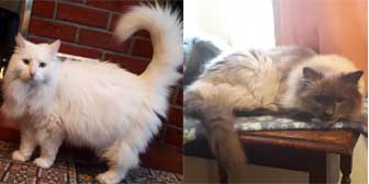 Larnie & Topaz, from Animals in Need, Northampton, homed through Cat Chat