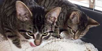 Little Ron & Little Ramone, from Cat Rescue & Sanctuary, Birmingham, homed through Cat Chat