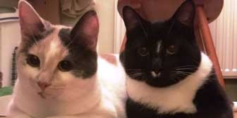 Nancy & Dodger, from Eight Lives Cat Rescue, Sheffield, homed through Cat Chat