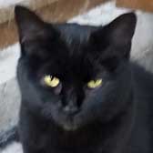 Rosie, from Maesteg Animal Welfare Society, Bridgend, homed through Cat Chat