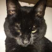 Sam, from Kirkby Cats Home, Nottingham, homed through Cat Chat