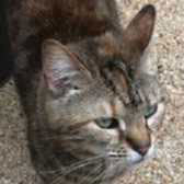 Boo, from Maesteg Animal Welfare Society, Bridgend, homed through Cat Chat