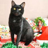 Cocoa from Homeless Cat Rescue, Luton, homed through Cat Chat