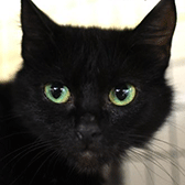 Dusty, from Yorkshire Animal Shelter, Leeds, homed through Cat Chat