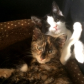 Dylan & Dottie from Lucky Cat Rescue, Lincolnshire, homed through Cat Chat