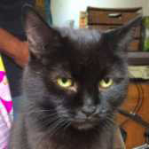 Ebony from Kirkby Cats Home, homed Nottingham area