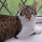 Hildy from Independent Cat Rescue, Dewsbury, homed through Cat Chat