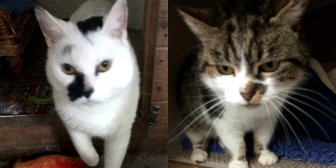 Jess & Ruby from Kirkby Cats Home, Nottingham, homed through Cat Chat