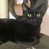 Jet, from RSPCA Stort Valley, Harlow, homed through Cat Chat