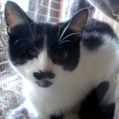 Joey from Wonkey Pets, Northampton, homed through Cat Chat