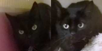 Lola & Princess from Burton upon Stather Cat Rescue, homed through Cat Chat