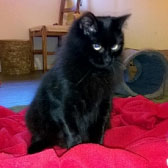 Niska, from Cat Rescue West Wales, St Clears, homed through Cat Chat
