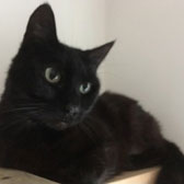 Skye from 8 Lives Cat Rescue, Sheffield, homed through Cat Chat