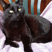 Tilly, from Cats In Distress, Frome, homed through Cat Chat