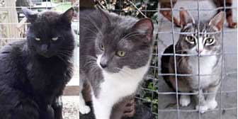 Adrian, Scritter & Blossom, from Maesteg Animal Welfare Society, Bridgend, homed through Cat Chat