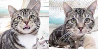 Captain Flint & Galaxy, from Ann & Bill’s Cat & Kitten Rescue, Hornchurch, homed through Cat Chat