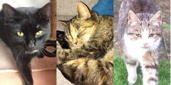 Catcat, Roxy & Minty, from Burton Joyce Cat Welfare, Nottingham, homed through Cat Chat