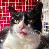 Dolores, from Cramar Cat Rescue & Sanctuary, Birmingham, homed through Cat Chat