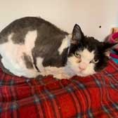 Eddie, from Maesteg Animal Welfare Society, Bridgend, homed through Cat Chat