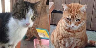 Eddie and Freddie, from Burton Joyce Cat Welfare, Nottingham, homed through Cat Chat