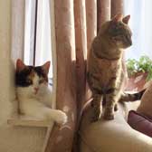 Emma & Milly, from Small Pet & Cat Care, Hull, homed through Cat Chat