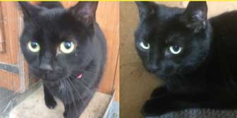 Kitty and Molly, from Burton Joyce Cat Welfare, Nottingham, homed through Cat Chat