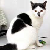 Luna, from Thanet Cat Club, Broadstairs, homed through Cat Chat