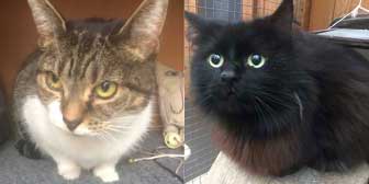 Marmite & Jerome, from Burton Joyce Cat Welfare, Nottingham, homed through Cat Chat