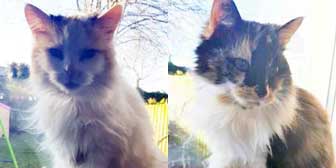 Misty & Molly, from Whinnybank Cat Sanctuary, Newburgh, homed through Cat Chat