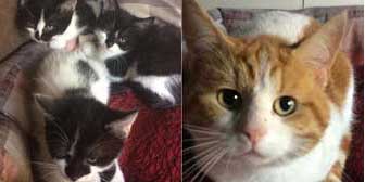 The three S’s & Mr Evans, from Burton Joyce Cat Welfare, Nottingham, homed through Cat Chat