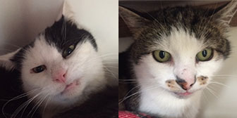 Rescue cats Cosomo and Lorenzo from Cramar Cat Sanctuary, Birmingham, homed through Cat Chat 