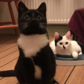 Fingers and Bandit from Eight Lives Cat Rescue, homed through Cat Chat