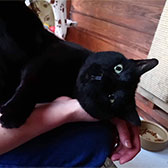 Georgie, from South Oxhey Animal Rescue, Watford, homed through Cat Chat