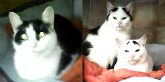 Jasmine, Barney & Leo from Kathy's Cat Rescue, Merseyside, homed through Cat Chat