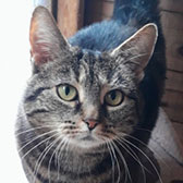 Rescue cat Sally from Barnsley Animal Rescue Charity, West Yorkshire, homed through Cat Chat 