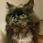 Sparkle, from Rugeley Cats Society,  Rugeley, homed through Cat Chat
