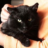 Victor, from Anim-Mates, Sevenoaks, homed through Cat Chat