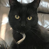 Willow, from Caring Animal Rescue, Stafford, homed through Cat Chat