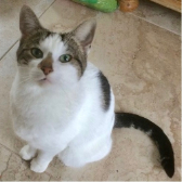 Willow from All Animal Rescue Southampton homed through Cat Chat