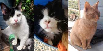 Bonnie, Tommy & Ginge, from Maesteg Animal Welfare  Society, Bridgend, homed through Cat Chat