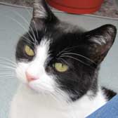 Bri, from Thanet Cat Club, Broadstairs, homed through Cat Chat