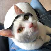 Buddy, from Team Cat Rescue, Birmingham, homed through Cat Chat